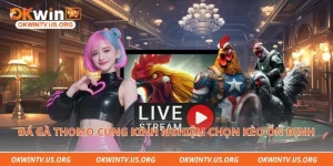 Đá gà Thomo cùng kinh nghiệm chọn kèo ổn định 